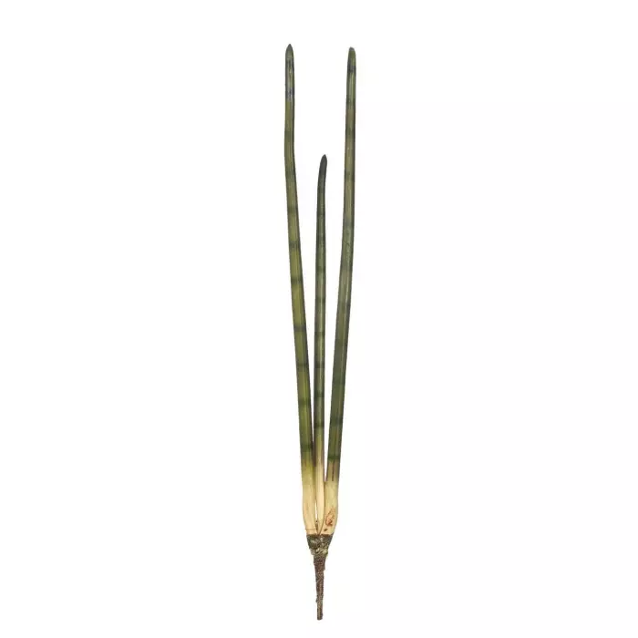 Sansevieria artificial bacularis verde 77