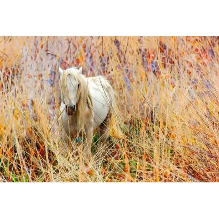 Caballo blanco F00784 · Fotografía artística de fauna · La Llimona